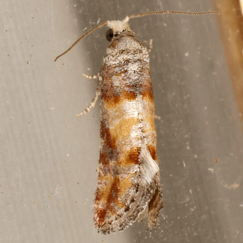 Nantucket Pine Tip Moth photo 3
