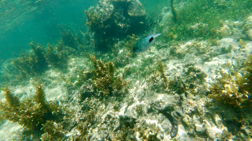 Abudefduf sparoides