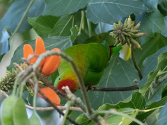 Loriculus beryllinus