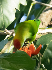 Loriculus beryllinus