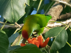 Loriculus beryllinus