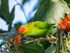 Loriculus beryllinus