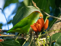 Loriculus beryllinus