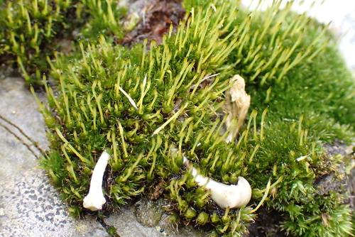 Slender Cruet-moss (Tetraplodon mnioides)