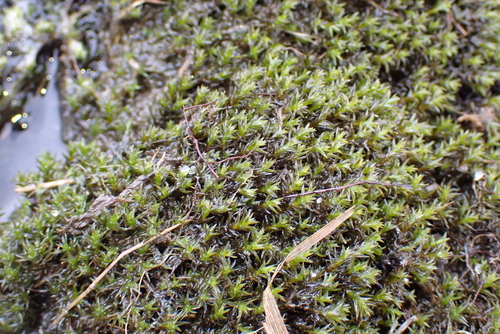 Yellow Fringe-moss (Racomitrium aciculare)