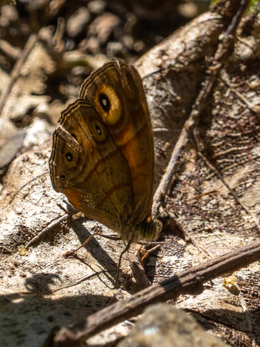 Glad-eye Bushbrown
