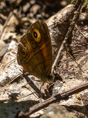 Mycalesis patnia