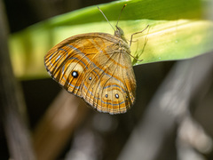 Mycalesis patnia