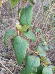 Lonicera japonica