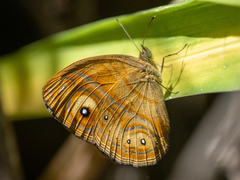 Mycalesis patnia