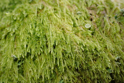 mamillate plait-moss (Hypnum andoi)