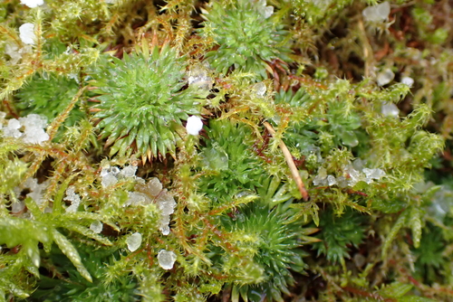 Mossy Saxifrage (Saxifraga hypnoides)