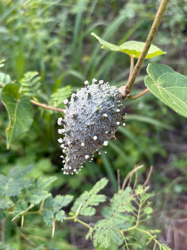 Ibatia maritima observed 2026-03-16
