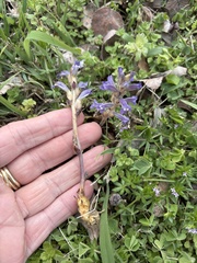 Orobanche ramosa