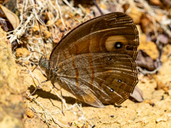 Mycalesis patnia