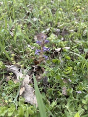Orobanche ramosa, photograph Sam Kieschnick, CC BY, iNaturalist via GBIF