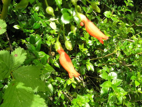 Mitraria coccinea, photograph 4