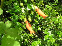 Mitraria coccinea, photograph (c) jeanjacquesgodon, some rights reserved (CC BY)