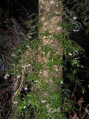 Luzuriaga radicans, photograph (c) jeanjacquesgodon, some rights reserved (CC BY)