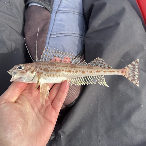 Longspine combfish (Zaniolepis latipinnis) — Zaniolepididae