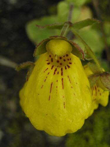 Calceolaria crenatiflora, photograph 2