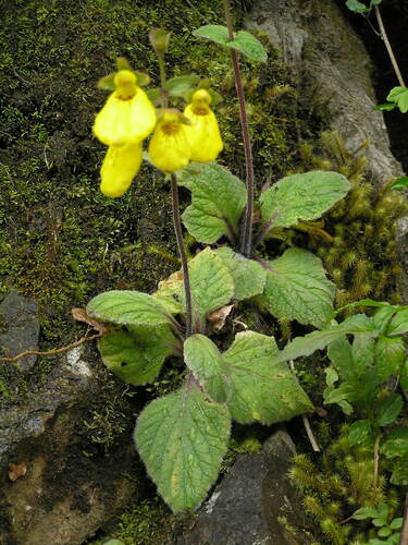 Calceolaria crenatiflora