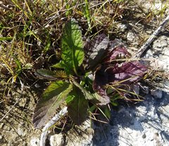 Verbena scabra