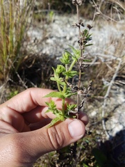 Stemodia durantifolia