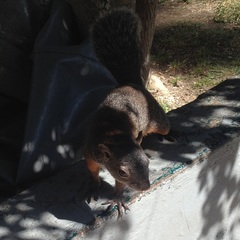 Sciurus aureogaster