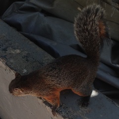 Sciurus aureogaster