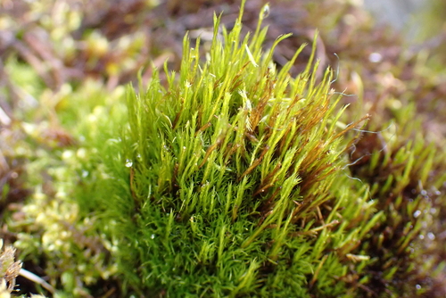 Flexible Cow-hair Moss (Flexitrichum flexicaule)
