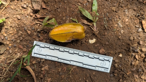 Starfruit