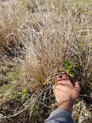 Eragrostis elliottii