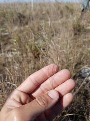 Eragrostis elliottii
