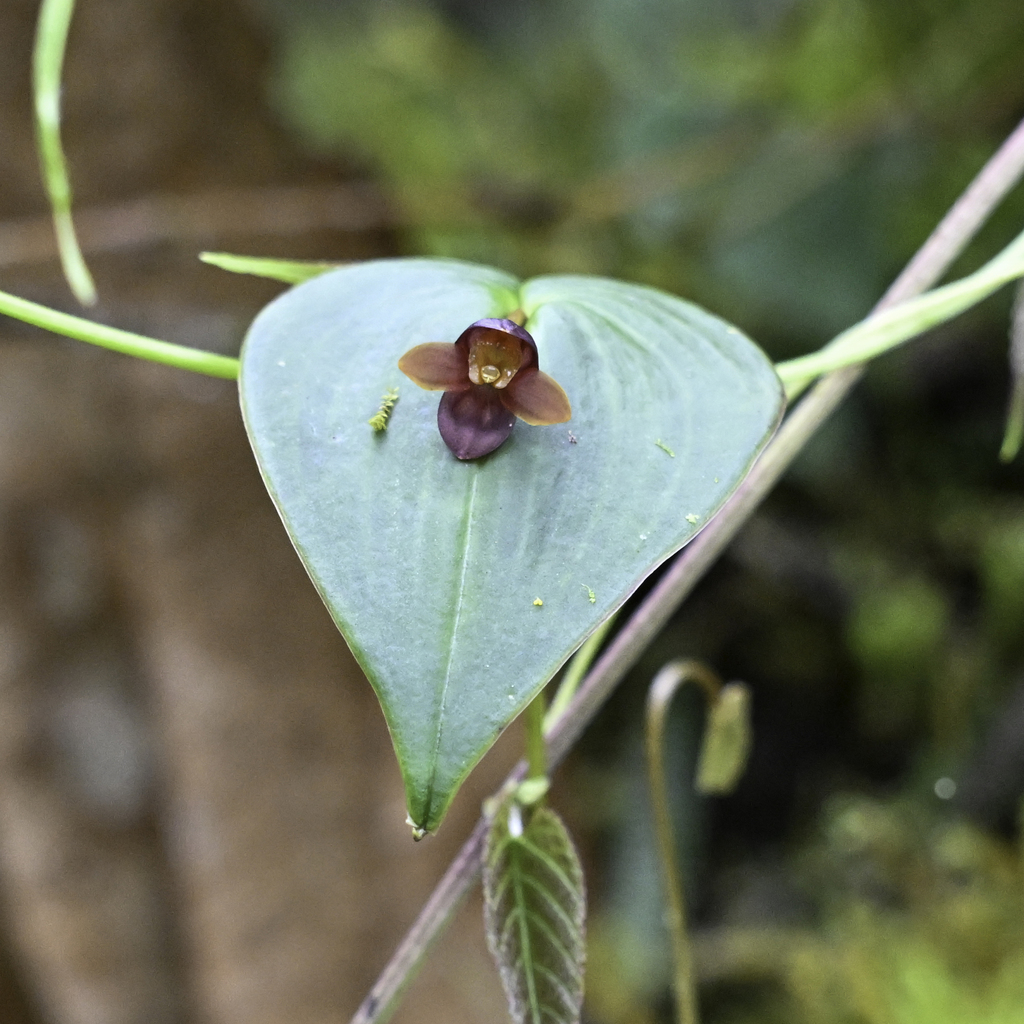 Pleurothallis globosa