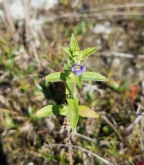Stemodia durantifolia