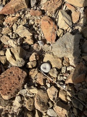 Epithelantha ilariae