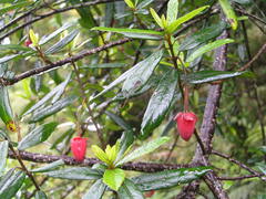 Crinodendron hookerianum