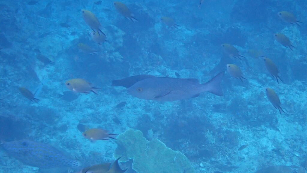 Lutjanus bohar (Lutjanus bohar) — Biodiversitas Nusantara ...