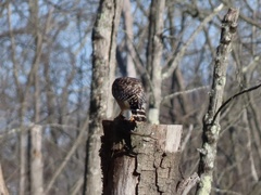 Buteo lineatus lineatus