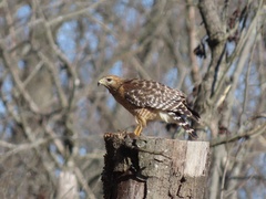 Buteo lineatus lineatus