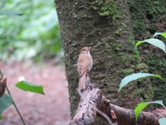 Catharus occidentalis