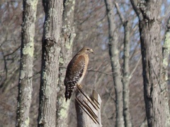 Buteo lineatus lineatus