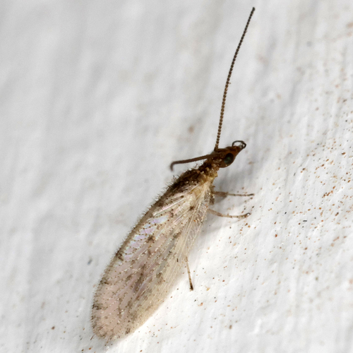 Sympherobius perparvus