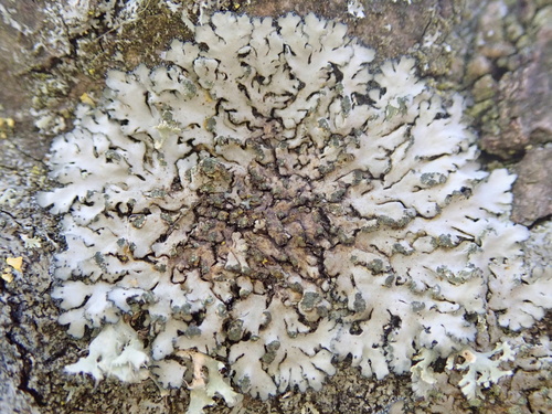 Mealy Shadow Lichen
