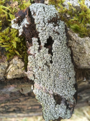 Pertusaria pertusa