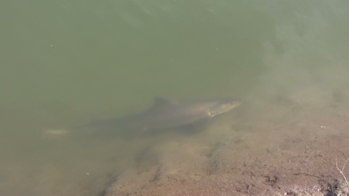 iNaturalist observation photo of Smooth-Hounds