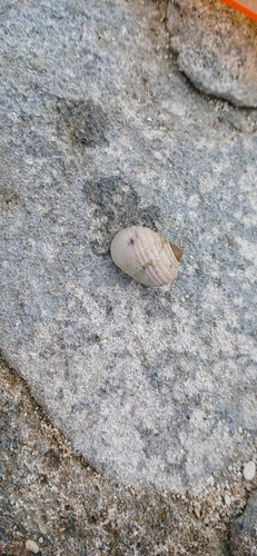Nerita plicata observed 2026-03-16