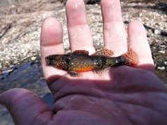 Sunburst Darter photo 2