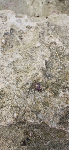 Siphonaria normalis observed 2026-03-16
